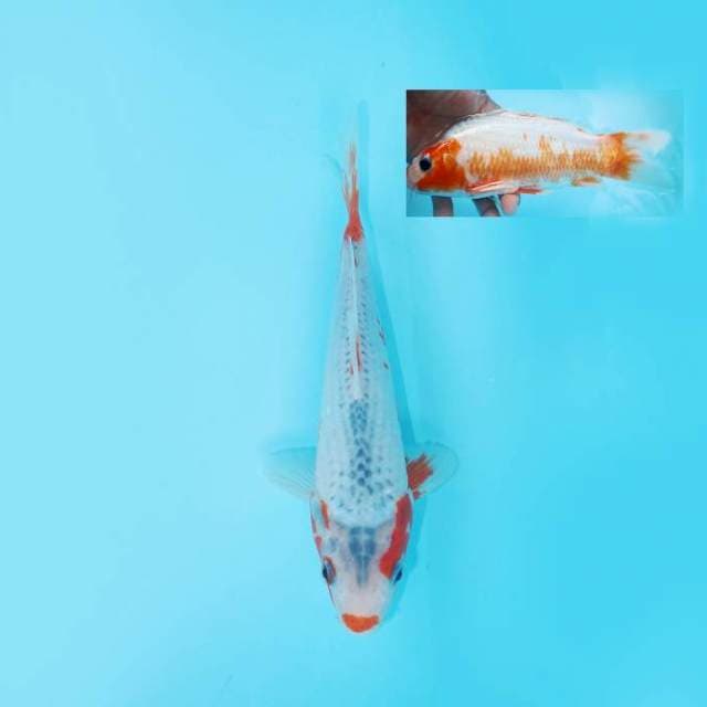 ASAGI KUCHIBENI 23 CM MALE