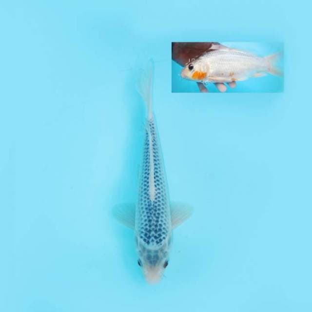 ASAGI 24 CM MALE