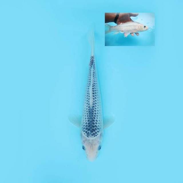 ASAGI 26 CM MALE