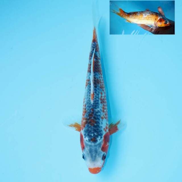 ASAGI KUCHIBENI 22 CM MALE