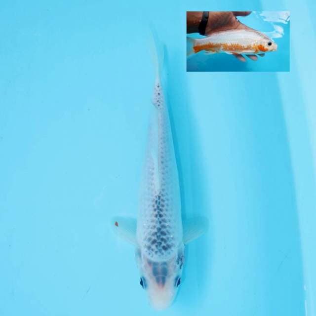 ASAGI 24 CM MALE