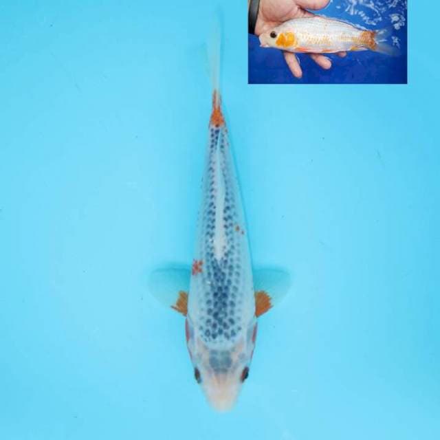ASAGI 22 CM MALE
