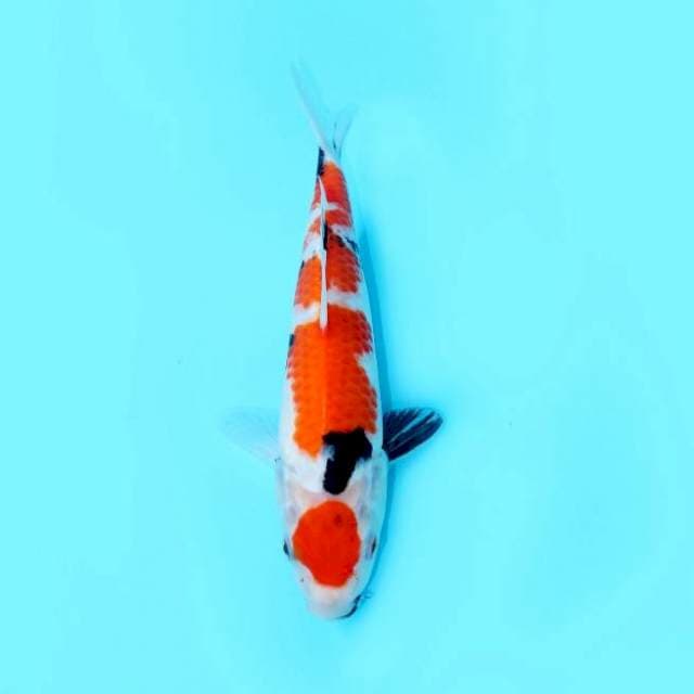 MARUTEN SHOWA TATEGOI 28 CM FEMALE