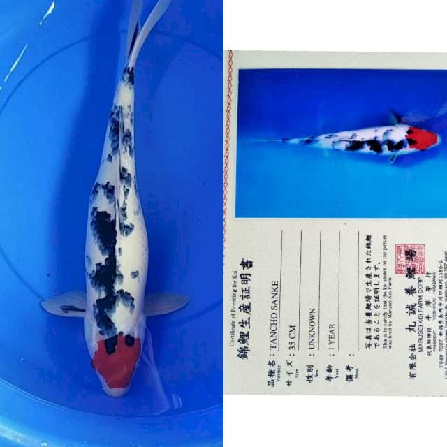 Tancho sanke import marusei