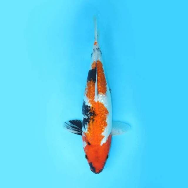 GINRIN SHOWA JUMBO 45 CM FEMALE