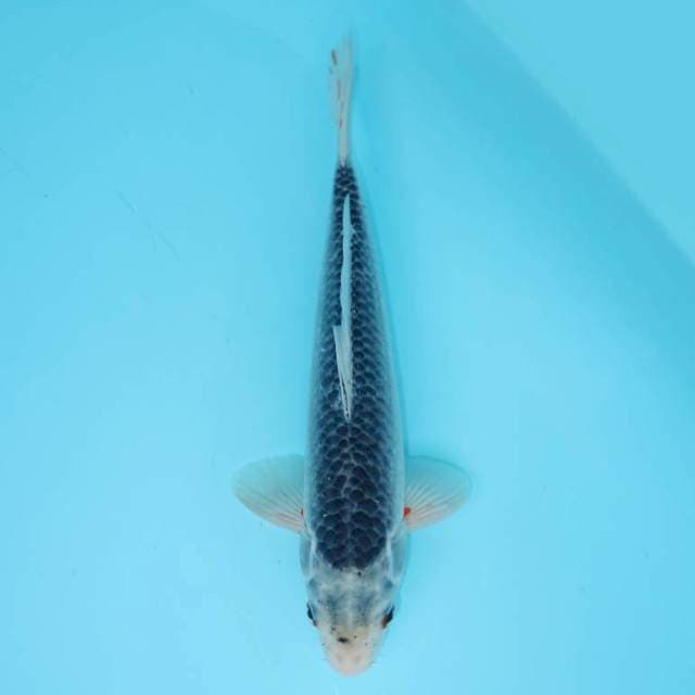 ASAGI 28 CM MALE