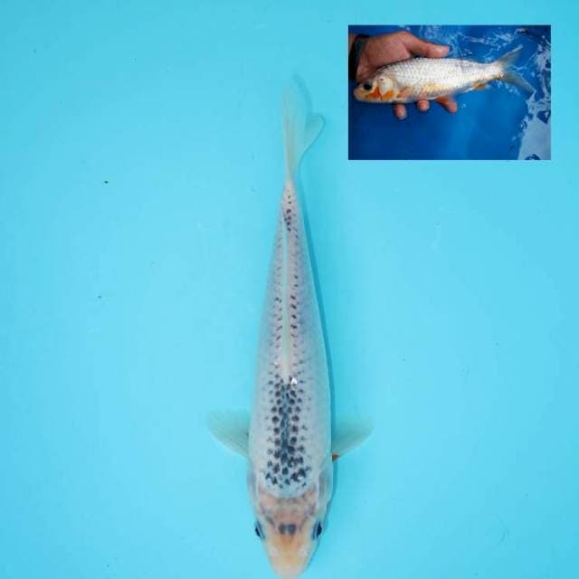 ASAGI 25 CM FEMALE