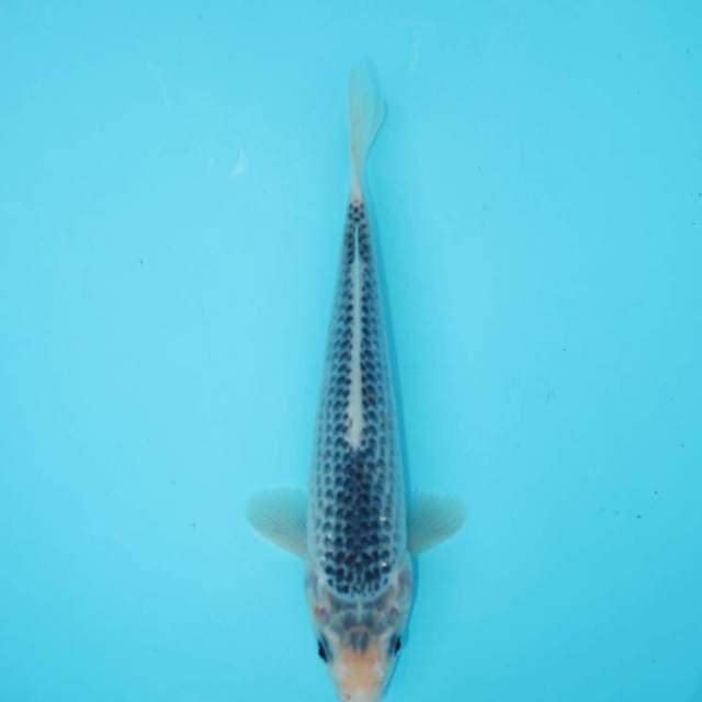 ASAGI 25 CM MALE