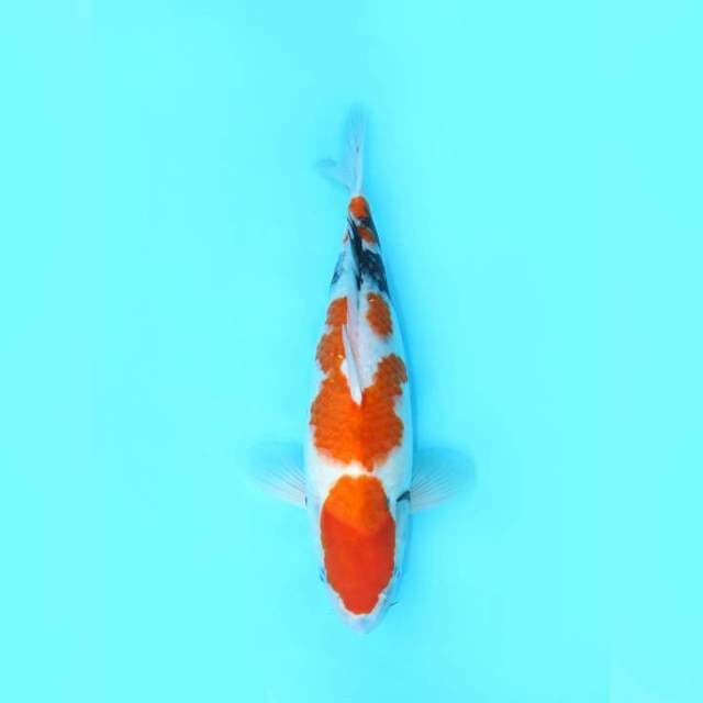 SHOWA TATEGOI JUMBO 45 CM FEMALE