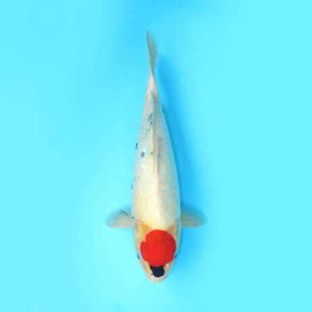 TANCHO SHOWA TATEGOI 46 CM