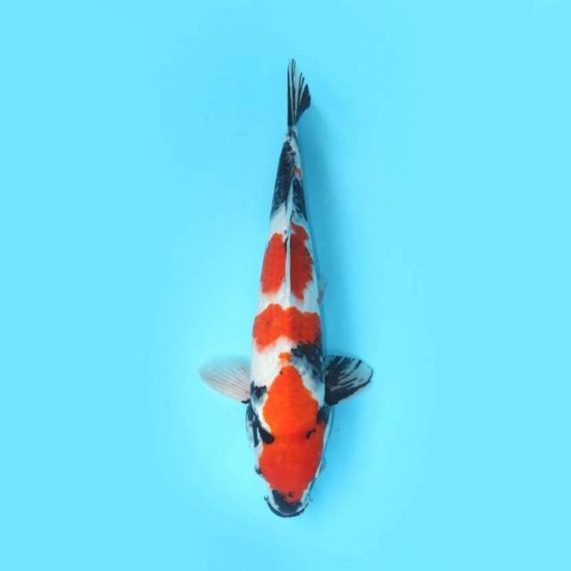 SHOWA JANTAN 48 CM