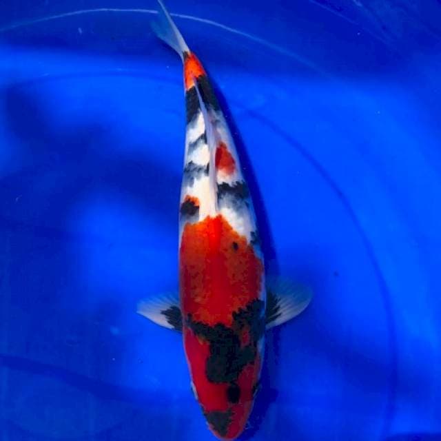 SHOWA DAINICHI 45BU MALE