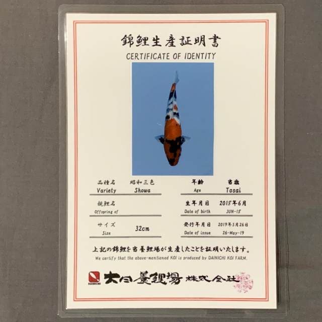 SHOWA DAINICHI 45BU MALE