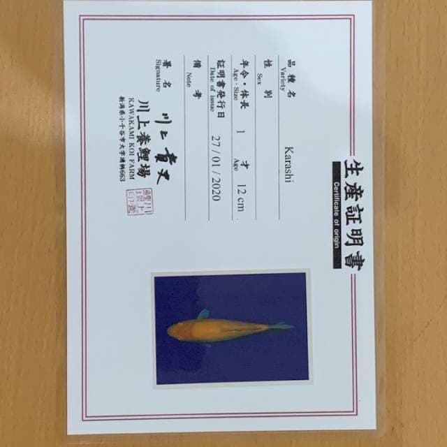 KARASHI KAWAKAMI 20cm