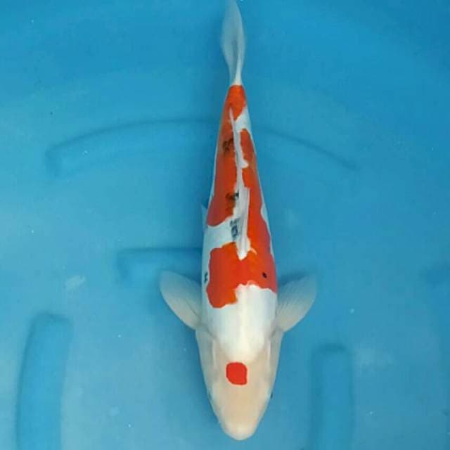 Ogata Jumbo Female Sanke Doitsu