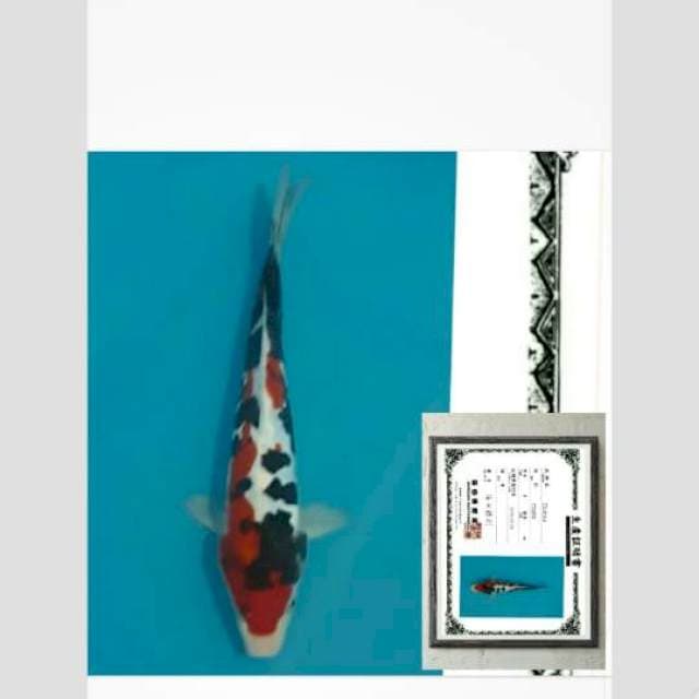 doitsu sanke import merah darah 30cm