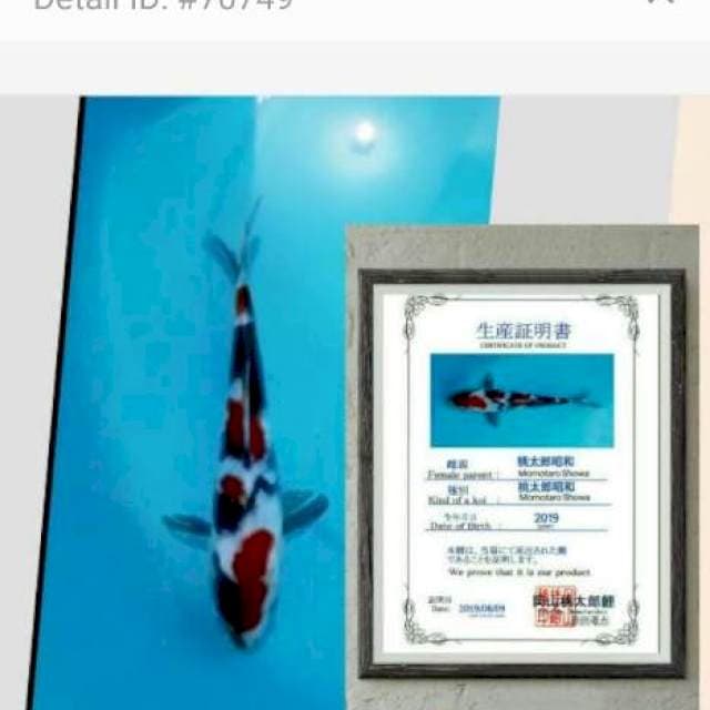 edisi dilelang lagi showa sq import 25cm