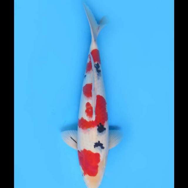 Red Taisho Sanke F1 - 45cm Male