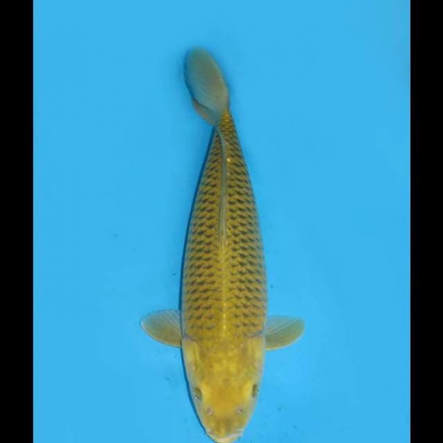Best Jumbo - Midorigoi Bersih - 54cm Female