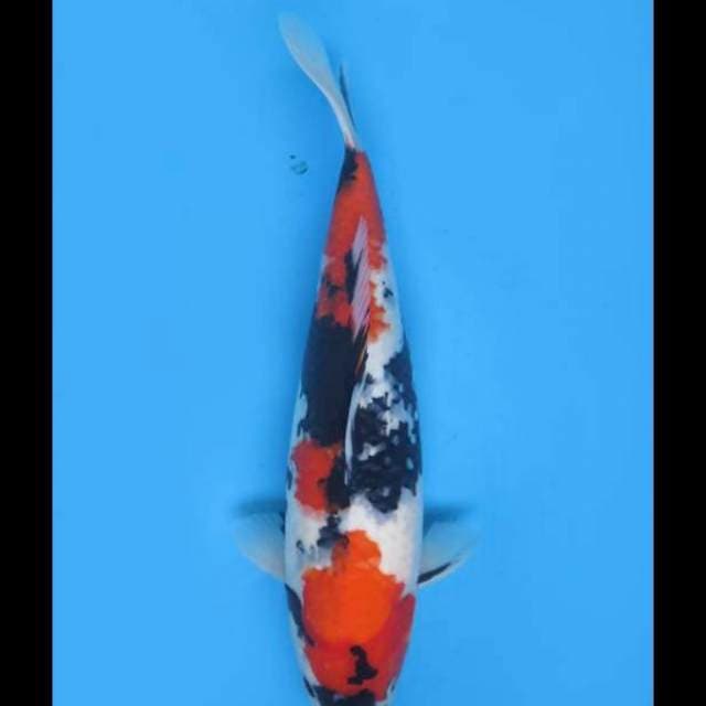 Showa Bakat Jumbo - 45bu Female