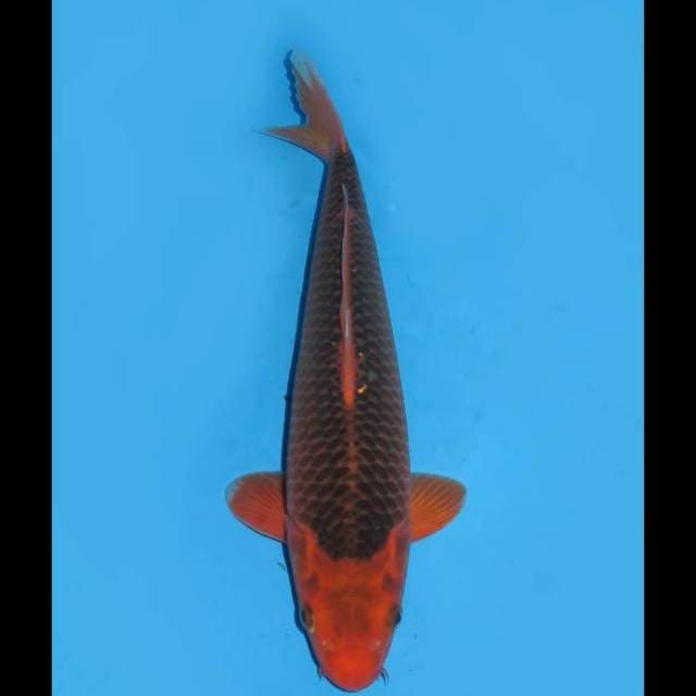 F1 - Aka Matsuba - 35cm Male