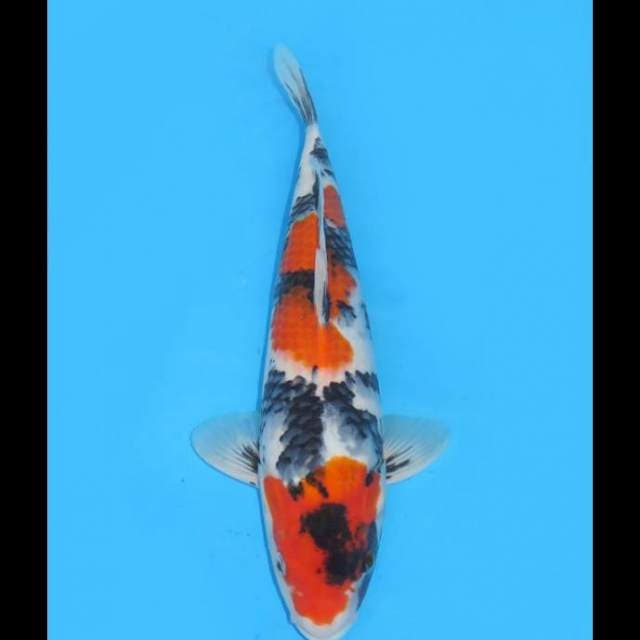 Best Growth - Showa Tategoi Super - 35cm Male