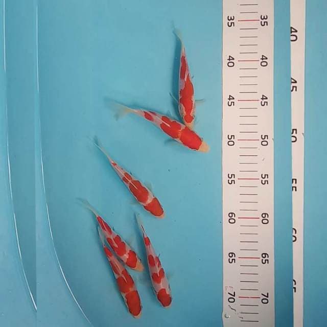 Paket kohaku siip 14,14,14,14,14,15cm (joss)