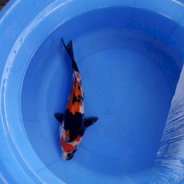 Showa 27cm