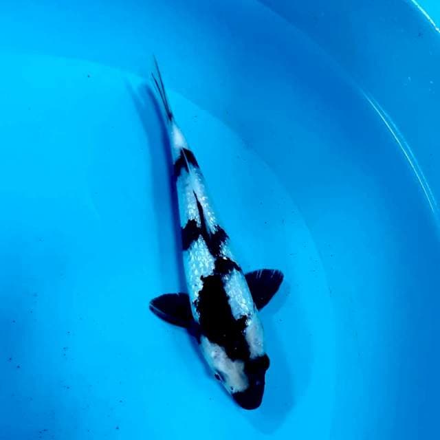 Shiro gindrin 23 cm male sq