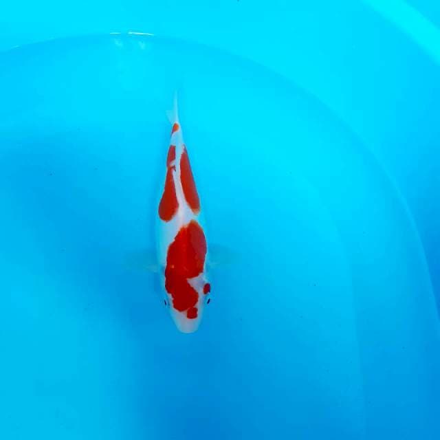 Kohaku doit 25 cm