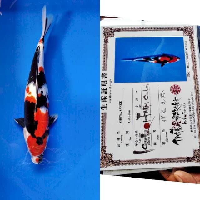 Showa Isa import