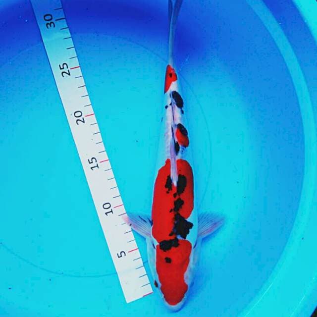 Doitsu punuk 32cm male