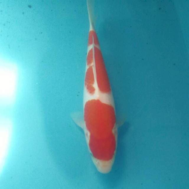 Kohaku, 26 cm