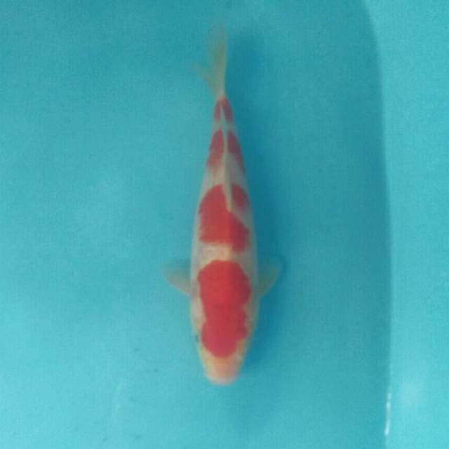 Kohaku, 26 cm