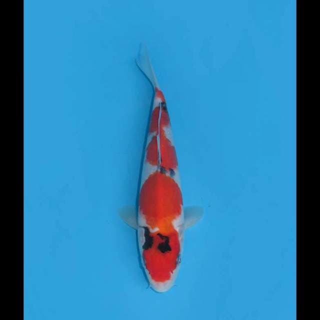 Taisho Sanke Good Patern ,- 21cm