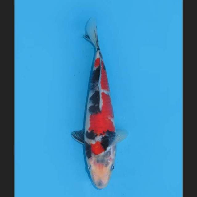 Red Showa - 22cm