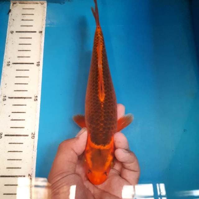 Aka matsuba 24 cm