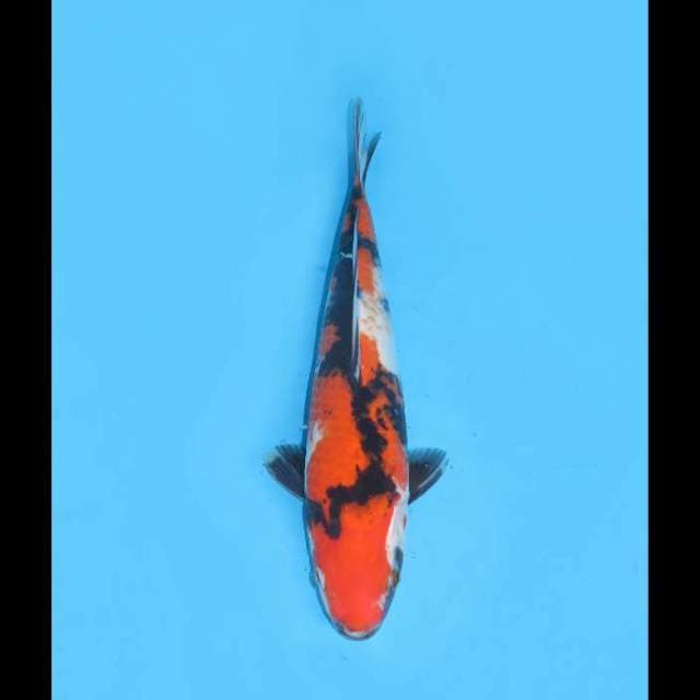 Showa - 27cm