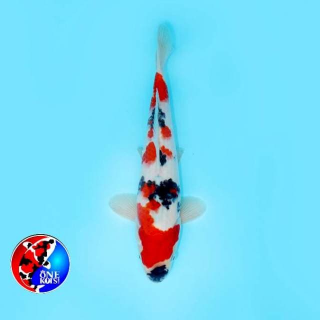 KINDAI SHOWA HOT 29 CM MALE