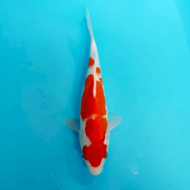 Kohaku 30 cm