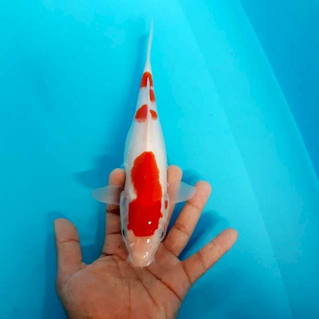 Kohaku 24 cm