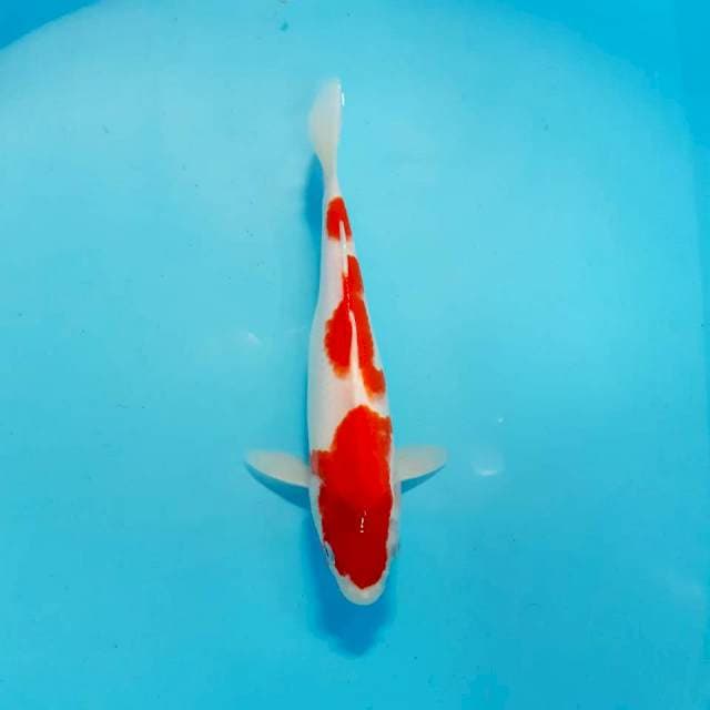 Kohaku 27 cm