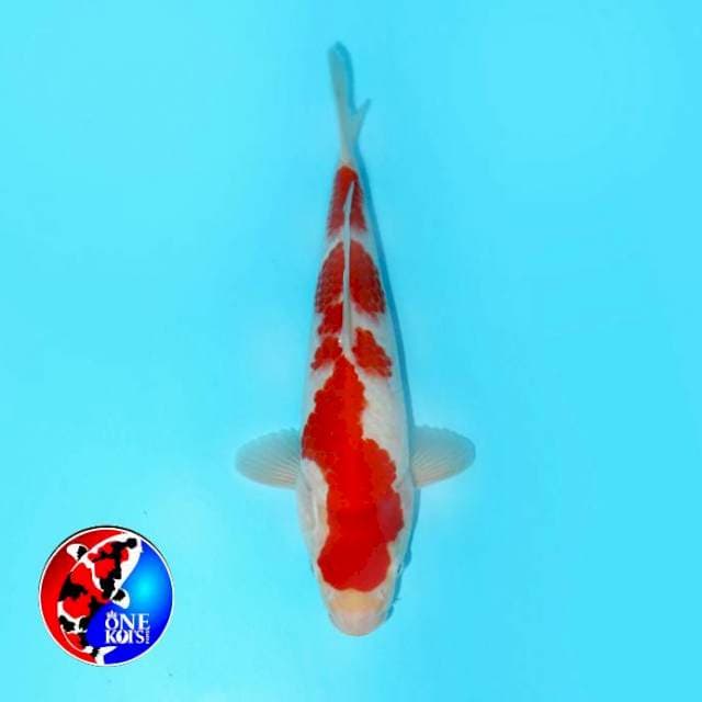 KOHAKU MALE HOT 29 CM