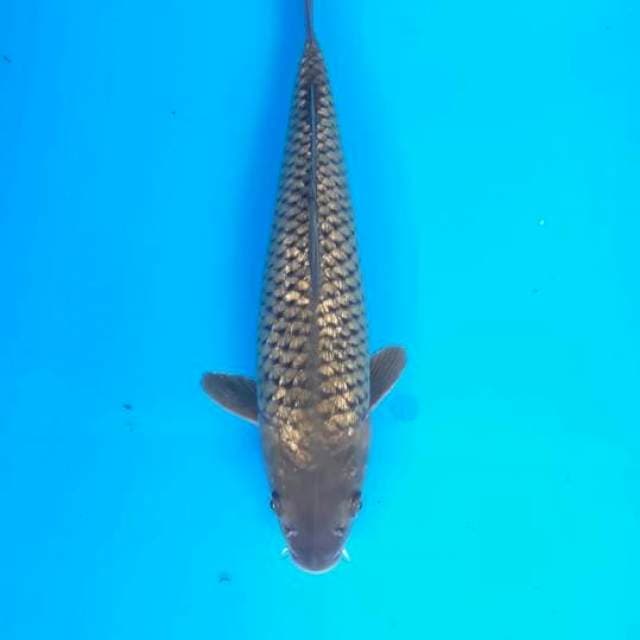 Cagoi jantan 37cm