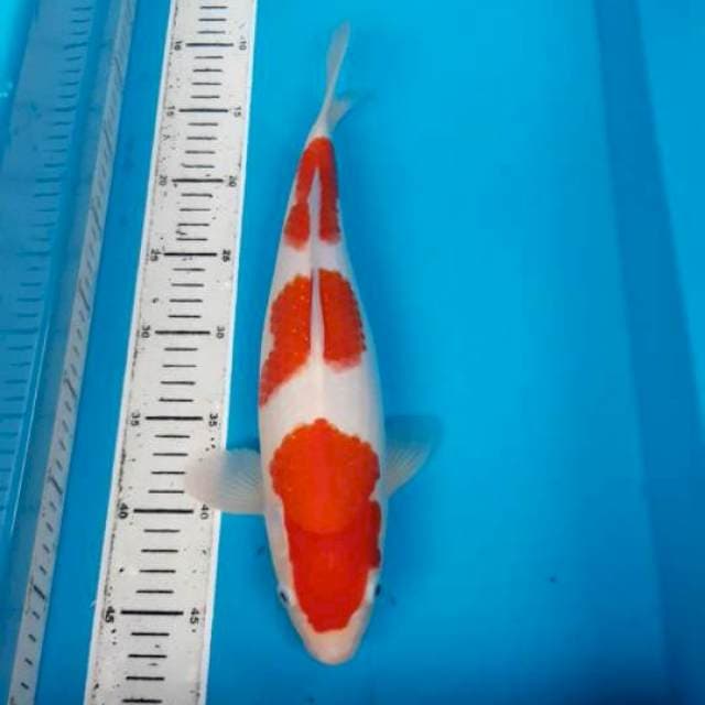 Kohaku SQ 35 CM