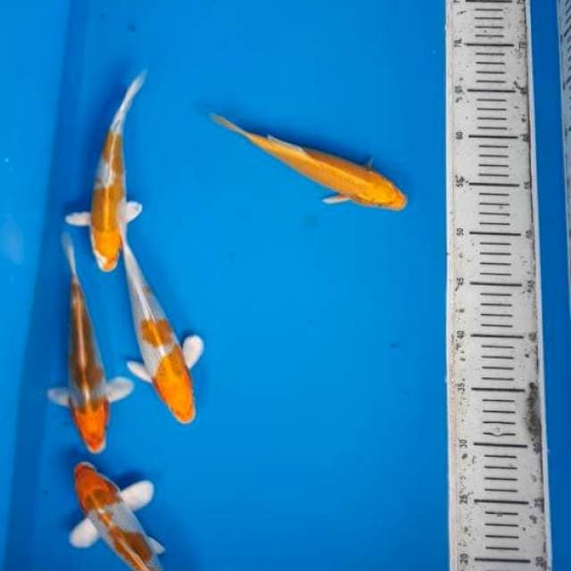 Kujaku 5 ekor 20-23cm