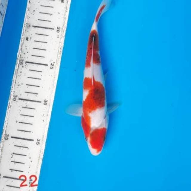 Ai goromo original 22cm