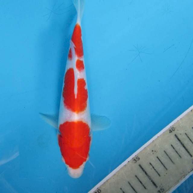 Super kohaku20bu