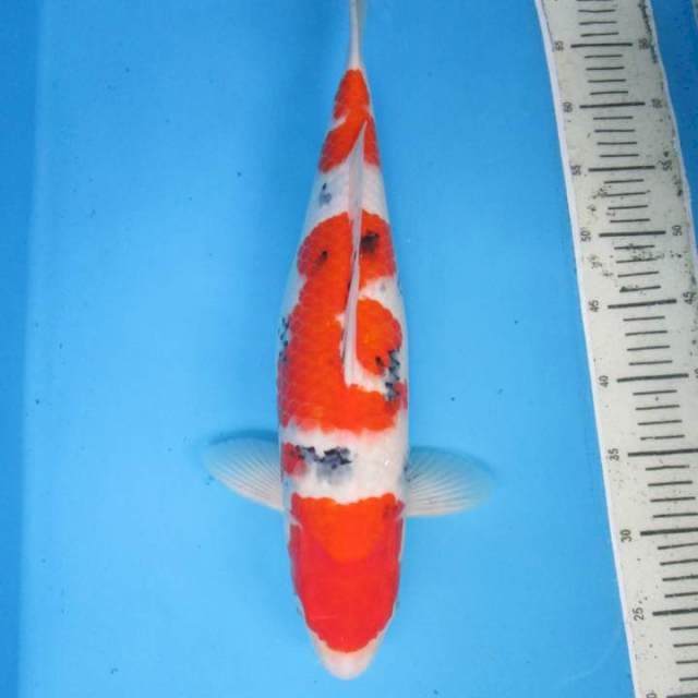 Sansoku48cm
