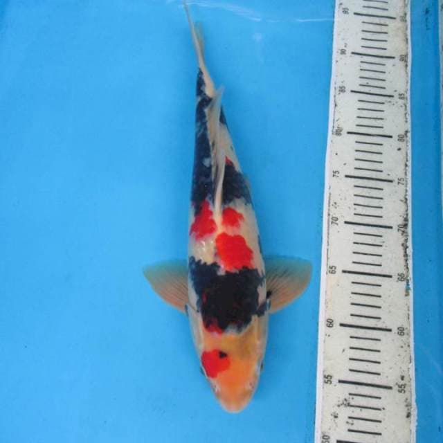 Sansoku40cm